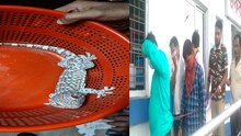 তক্ষক পাচার করতে গিয়ে গ্রেফতার চার! কেন তক্ষকের এত চাহিদা ও দাম জানেন?