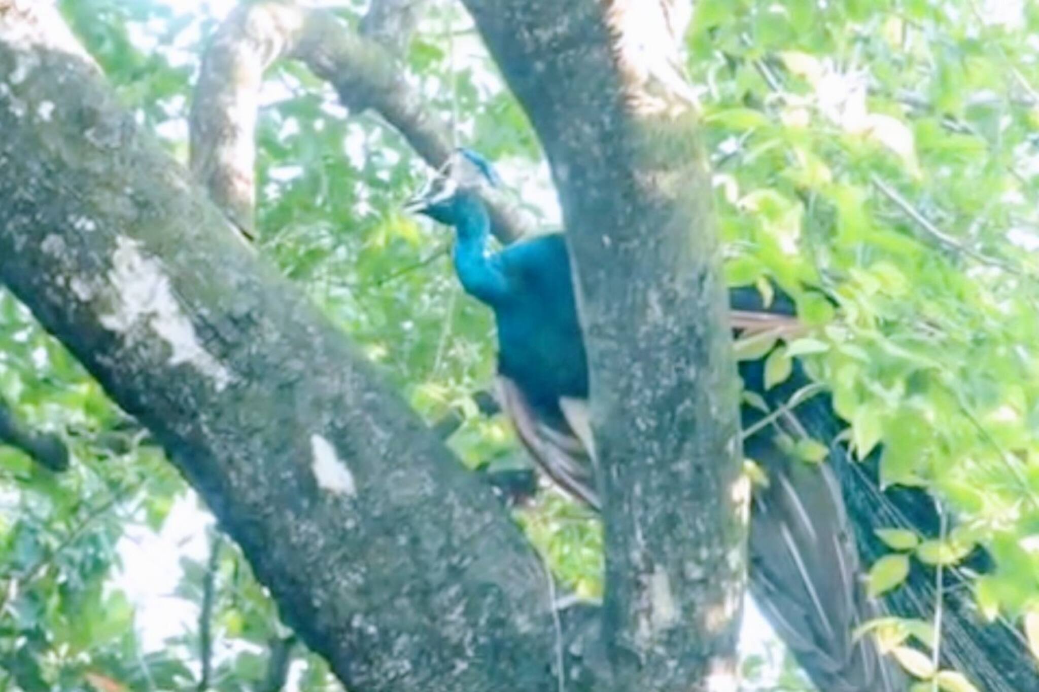 গাছের ডালে ডালে নেচে বেড়াচ্ছে নীলকন্ঠ ময়ূর, দেখতে ভিড় শান্তিনিকেতনে