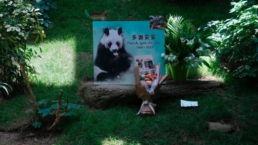 জিয়া জিয়া নামের পান্ডাটির মৃত্যু হয়েছিল ২০১৬ সালে। তখন সেটির বয়স ছিল ৩৬ বছর।