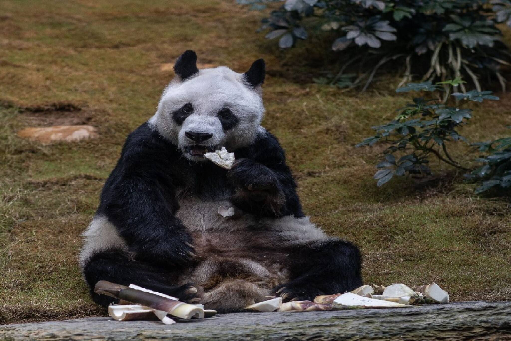 বিশ্বের সব থেকে বৃদ্ধ পান্ডার ইচ্ছামৃত্যু! এত কঠিন সিদ্ধান্তের কারণ কী?