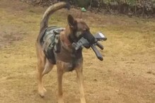 Axel Army Dog: তিনটে বুলেট বিঁধে শরীরে! জঙ্গিদের গুলিতে প্রাণ হারাল ভারতীয় সেনার ভরসা 'এক্সেল' Axel Army Dog: তিনটে বুলেট বিঁধে শরীরে! জঙ্গিদের গুলিতে প্রাণ হারাল ভারতীয় সেনার ভরসা 'এক্সেল'