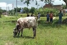 ষাঁড়ের তাণ্ডবে অতিষ্ঠ পান্ডুয়ার গ্রামবাসীরা!