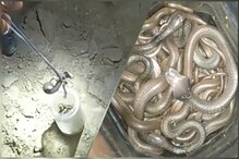 বাড়ির রান্না ঘরের মেঝে খুঁড়তেই বের হল ২৪টি গোখরো সাপের বাচ্চা! বাড়ির রান্না ঘরের মেঝে খুঁড়তেই বের হল ২৪টি গোখরো সাপের বাচ্চা!