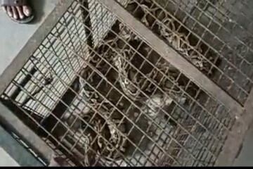 কী আটকাল মাছ ধরার জালে? হই হই কাণ্ড জলপাইগুড়িতে! রইল ফটো কী আটকাল মাছ ধরার জালে? হই হই কাণ্ড জলপাইগুড়িতে! রইল ফটো