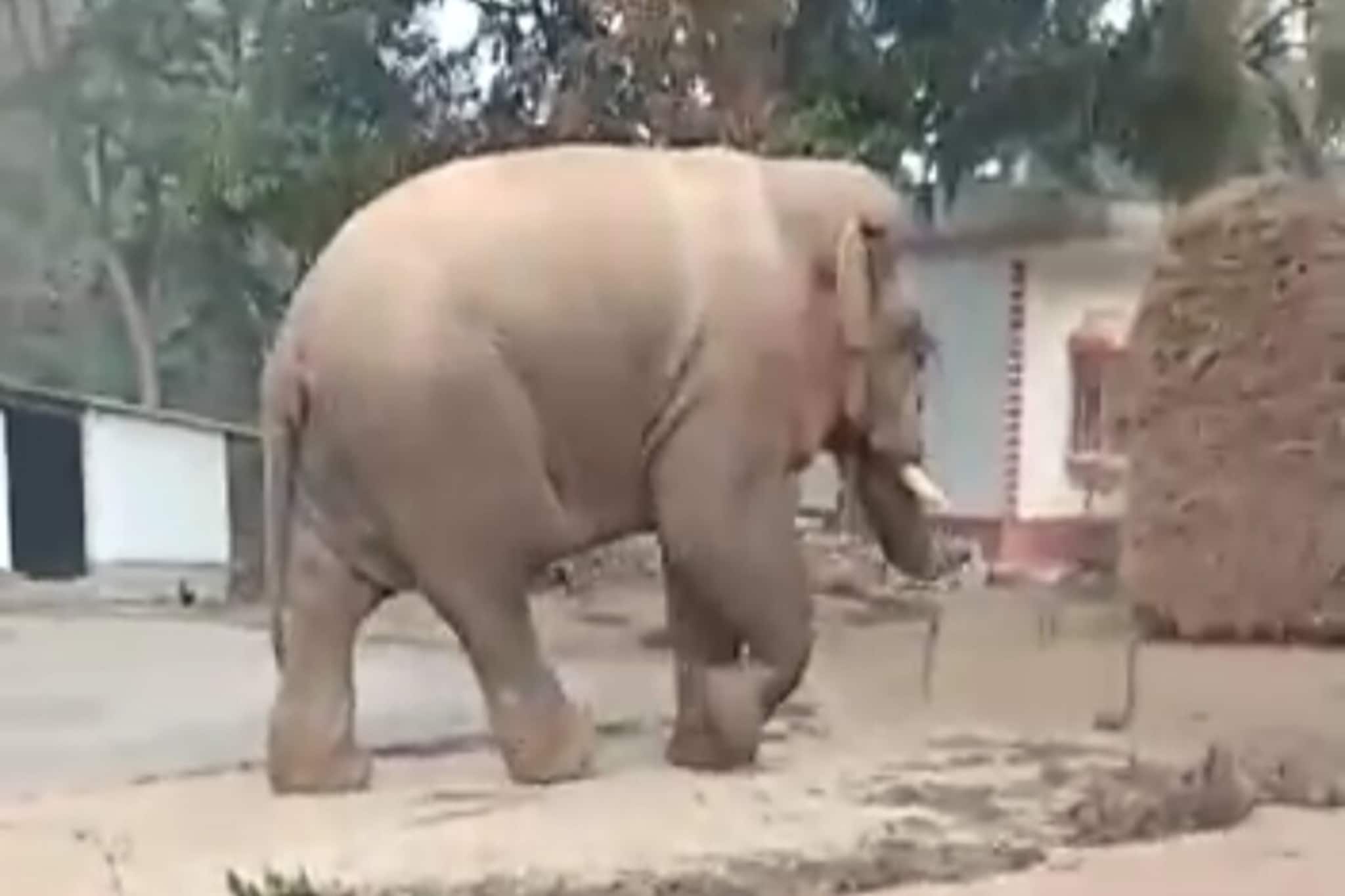 শালবনীতে হাতির হামলায় মৃত্যু এক যুবকের, ক্ষুব্ধ গ্রামবাসীরা!