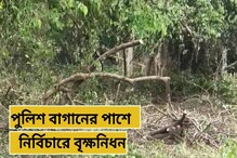 মাইথন সংলগ্ন এলাকায় বৃক্ষ নিধন, চিন্তিত স্থানীয়রা মাইথন সংলগ্ন এলাকায় বৃক্ষ নিধন, চিন্তিত স্থানীয়রা