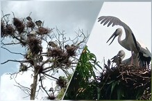 শামুকখোল পাখিদের সংরক্ষণের দাবি! তৎপর কোচবিহার বনবিভাগ শামুকখোল পাখিদের সংরক্ষণের দাবি! তৎপর কোচবিহার বনবিভাগ