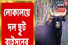 মালবাজারের চা বাগানে ঢুকল জোড়া বাইসন, ভয়ঙ্কর কাণ্ড! দেখুন মালবাজারের চা বাগানে ঢুকল জোড়া বাইসন, ভয়ঙ্কর কাণ্ড! দেখুন