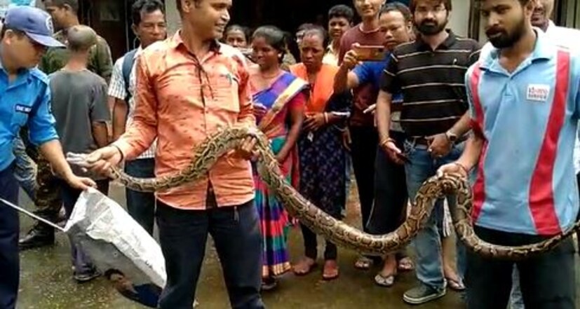 প্রায় সারাদিনই ওই ক্যান্টিনে কর্মীদের ভিড় লেগেই থাকে। অজগরটিকে দেখতে পেয়ে মুহূর্তের মধ্যে ক্যান্টিন খালি হয়ে যায়। পরে অজগরটিকে বন দফতরের হাতে তুলে দেন সর্পপ্রেমী সৈয়দ নইম বাবুন।