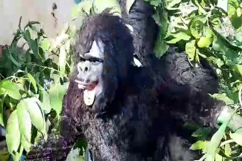 *স্থানীয়দের সূত্রে জানা যাচ্ছে, আনুমানিক ৪০০ বছর আগে এই মালিপাড়ায় এই ধর্মরাজ পুজোর শুরু হয়। সেই সময় শুন্ডিরা এই পুজোর আয়োজন করেছিলেন এবং পরে স্বপ্নে আদেশ পেয়ে মালাকার পরিবার এই পুজোর দায়িত্বভার বহন করে। বছরের পর বছর ধরে চলে আসা এখানকার এই ধর্মরাজ পুজোয় আগে 'সং' সাজিয়ে ঘোড়ার পিঠে চড়ে সিউড়ির বিভিন্ন জায়গায় ঘোরানো হত।
