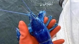 Blue Lobster Blue Lobster