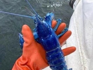 Blue Lobster