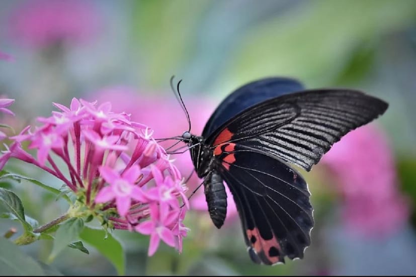 জীবনে ঝগড়া-অশান্তিতে জেরবার৷ বাড়ির শান্তির বদলে অশান্তির একদম কেন্দ্র৷ বাড়িতে ফিরতে আর ইচ্ছা হয় না৷ এই অবস্থায় যদি রঙিন প্রজাপতি দেখেন তাহলে মনে যেমন ভাল লাগে তেমনিই আনন্দ ডবল করে নিন কারণ এটা সুসময়ের ইঙ্গিতবাহী৷ সমস্ত খারাপ সময় তাড়াতাড়ি চলে যাবে৷    Photo- Representative