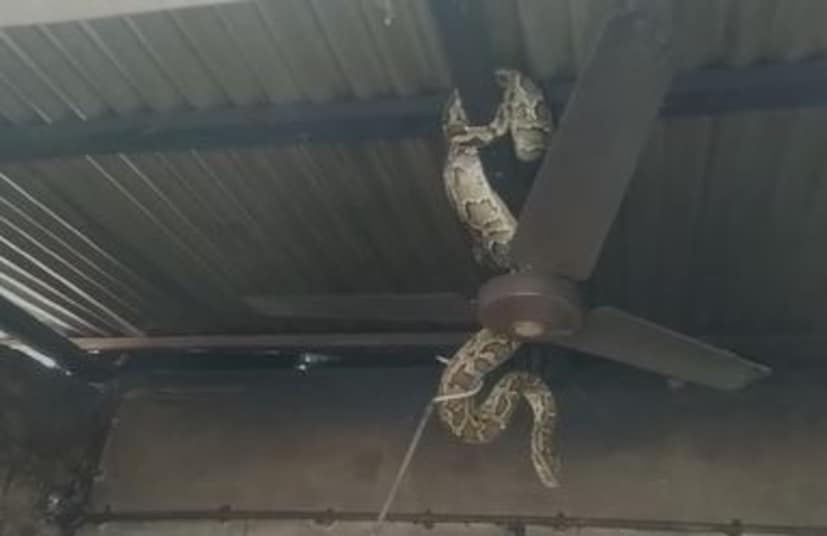 হুলুস্থুল পড়ে গেল নাগরাকাটা বিডিও অফিসে। কারণ মাথার উপর ঝুলছে বিশাল আকার পাইথন। 