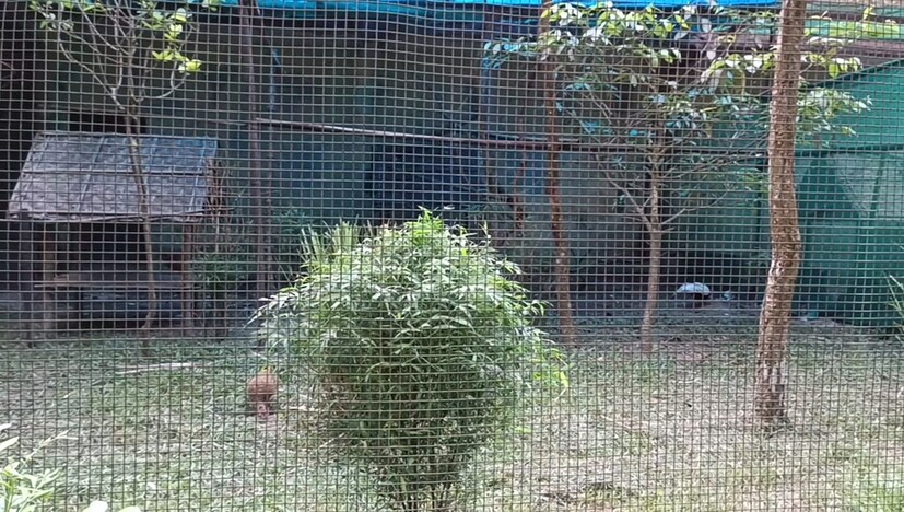 সোনালি মথুরা বা চিনা মথুরা হচ্ছে গ্যালিফর্মিস বর্গের ফ্যাজিয়ানিডি পরিবারের খুবই সুন্দর একটি পাখি। পশ্চিম চীনের স্থানীয় পাখি তবে যুক্তরাজ্য সহ বিভিন্ন দেশে এ পাখিটি নিয়ে ছাড়া হয়েছে। পৃথিবীর হাতে গোণা সবচেয়ে সুন্দর পাখিদের মধ্যে এ প্রজাতিটি একটি অন্যতম প্রজাতি।  পার্কের পেছনের নিচু জলাভূমির একটা অংশে রয়েছে কিছু ঘড়িয়াল (Fish Eating Crocodile)। এছাড়াও তার পাশেই রয়েছে কিছু কচ্ছপ (Tortoise)। এছাড়াও পার্কের একটি অংশে রাখা হয়েছে কিছু হরিণ (Dee) এবং একটি চিতা বাঘ (Leopard)।( লেখা ও ছবি: সার্থক পন্ডিত )