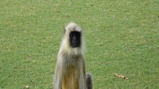 Howrah News: A chained monkey rescue from household by forest department- Photo-Representative 