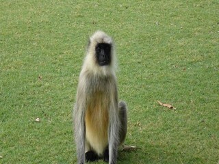 Howrah News: A chained monkey rescue from household by forest department- Photo-Representative 