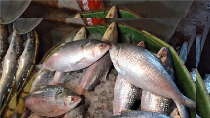 Digha Hilsha: Fishermen's trawlers are returning without hilsa fish in Digha Digha Hilsha: Fishermen's trawlers are returning without hilsa fish in Digha