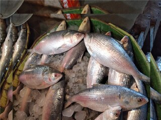 Digha Hilsha: Fishermen's trawlers are returning without hilsa fish in Digha