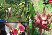 মাত্র ২ ফলের চাষে লাভের পাহাড়, উপার্জনের নয়া পথ দেখাচ্ছে নদিয়া মাত্র ২ ফলের চাষে লাভের পাহাড়, উপার্জনের নয়া পথ দেখাচ্ছে নদিয়া