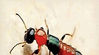 এই সেই নাইরোবি ফ্লাই এই সেই নাইরোবি ফ্লাই