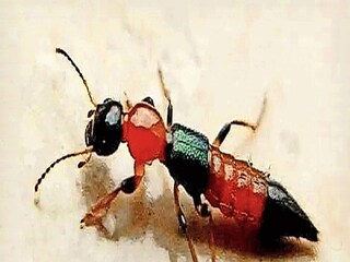 এই সেই নাইরোবি ফ্লাই