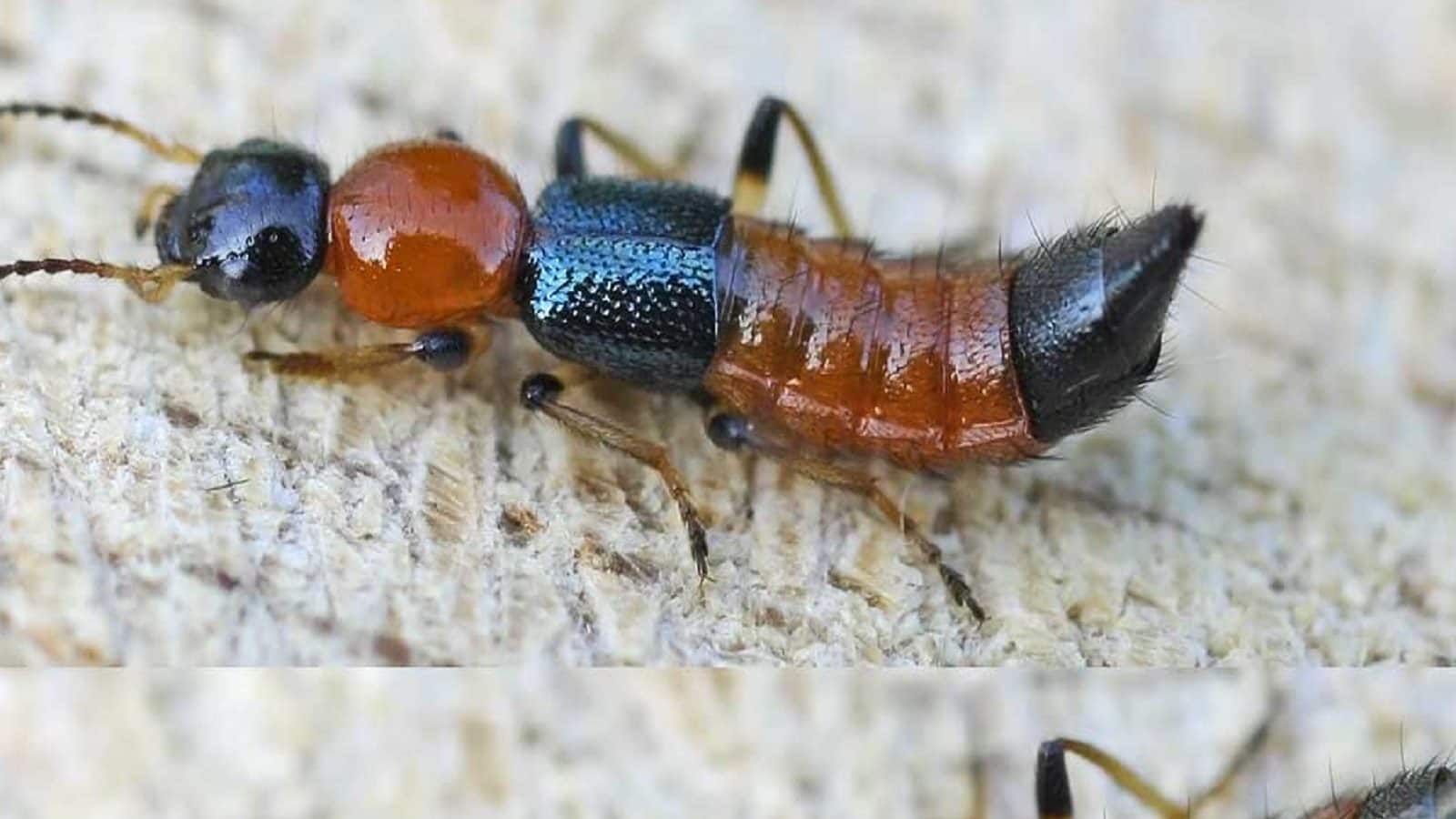 Acid Insect: উত্তরবঙ্গ জুড়ে অ্যাসিড পোকা আতঙ্ক! কামড়ালেই পুড়ছে ত্বক ...