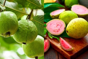 এই কারণের জন্য বর্ষার লোভনীয় গোলাপি পেয়ারা ক্রমেই হারিয়ে যাচ্ছে এই কারণের জন্য বর্ষার লোভনীয় গোলাপি পেয়ারা ক্রমেই হারিয়ে যাচ্ছে