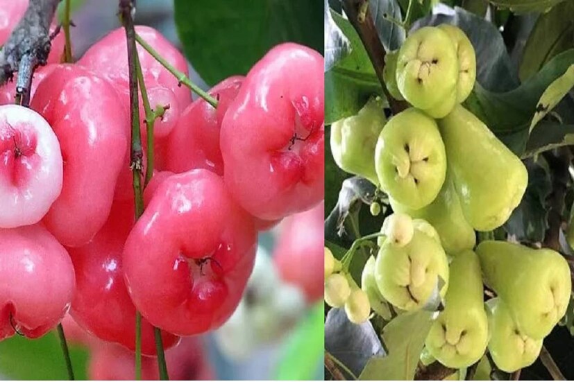 বাংলার পরিচিত ফল বলেই জামরুল পরিচিত ৷ কিন্তু আম, জাম, লিচু কাঁঠালের তুলনায় এই ফল কিছুটা কম জনপ্রিয় ৷ অন্যান্য ফলের তুলনায় এর মরশুমও স্তিমিত৷ বেশ কম সময়ের জন্য বাজারে জামরুল দেখা যায় ৷