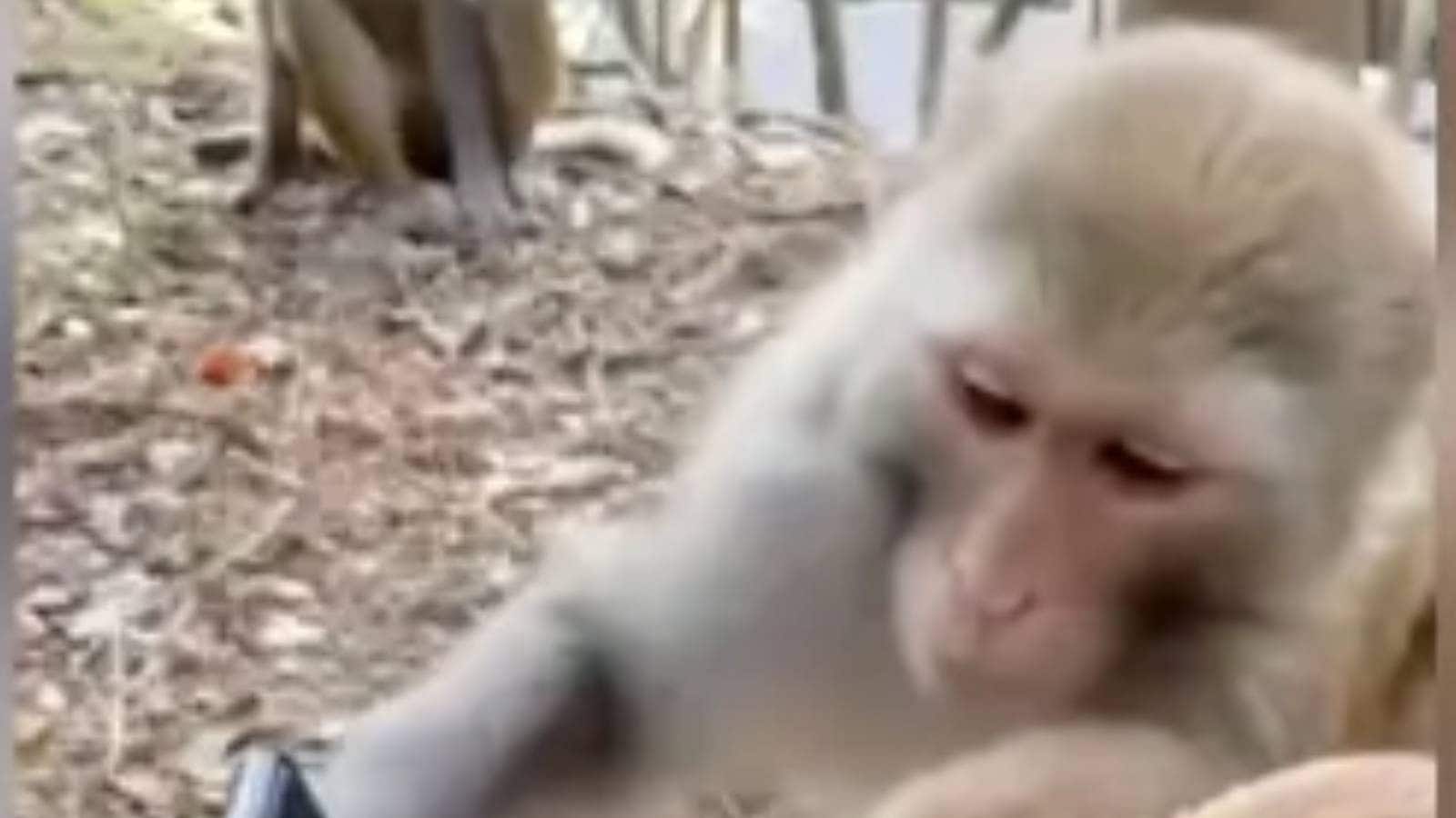 রীতিমতো স্ক্রোল করছে! স্মার্টফোনে নেশায় বুঁদ একদল বাঁদর! নিমেষে ভাইরাল ভিডিও