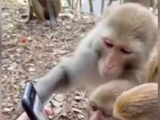 Viral Video