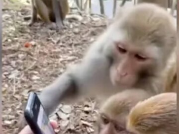 Viral Video