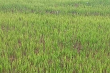 শ্রাবণেও অধরা বৃষ্টি, নেই সেচের জলও, শস্যভাণ্ডার বাঁচাতে বিশেষ পদক্ষেপ প্রশাসনের শ্রাবণেও অধরা বৃষ্টি, নেই সেচের জলও, শস্যভাণ্ডার বাঁচাতে বিশেষ পদক্ষেপ প্রশাসনের