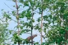 এ গাছ থেকে ও গাছ, লাফিয়ে বাঁদরের টুঁটি ছিঁড়ল চিতাবাঘ! দেখুন ভাইরাল ভিডিও এ গাছ থেকে ও গাছ, লাফিয়ে বাঁদরের টুঁটি ছিঁড়ল চিতাবাঘ! দেখুন ভাইরাল ভিডিও