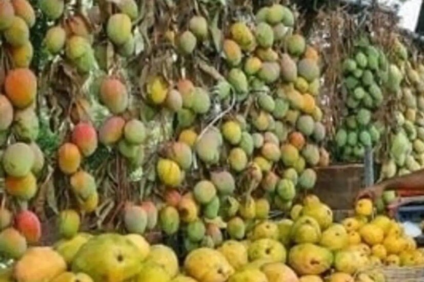 আমে প্রচুর পরিমাণে ভিটামিন এ রয়েছে৷ ফলে ত্বকে জরার ছাপ পড়তে দেয় না এই ফলের গুণাগুণ৷
