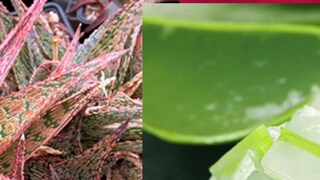 আমাদের মা দিদিমাদের পাশাপাশি রূপ বিশেষজ্ঞরাও এই ভেষজের গুণে মুগ্ধ