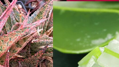 আমাদের মা দিদিমাদের পাশাপাশি রূপ বিশেষজ্ঞরাও এই ভেষজের গুণে মুগ্ধ আমাদের মা দিদিমাদের পাশাপাশি রূপ বিশেষজ্ঞরাও এই ভেষজের গুণে মুগ্ধ