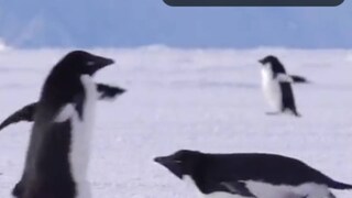 অচিরেই ভাইরাল এক দঙ্গল পেঙ্গুইনদের কাজে যাওয়ার ভিডিও