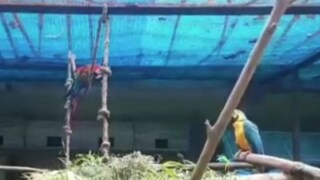 বেশ স্বস্তিতে আছে কোচবিহারের রসিকবিলে নবাগত ম্যাকাওরা