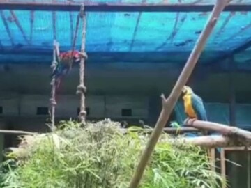 বেশ স্বস্তিতে আছে কোচবিহারের রসিকবিলে নবাগত ম্যাকাওরা