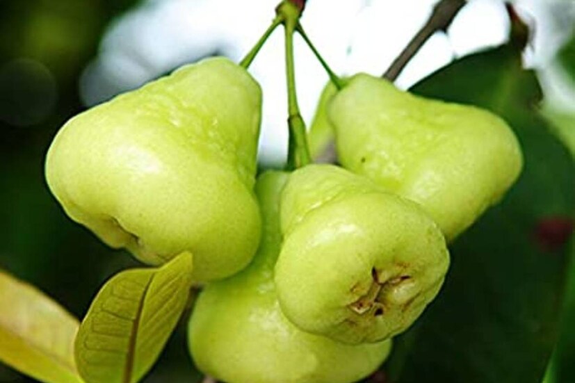 অ্যান্টিমাইক্রোবিয়াল গুণসম্পন্ন ও ফাইবারে ভরা এই ফল হজমে সাহায্য করে৷ অক্সিডেটিভ স্ট্রেস, ইনফ্লেম্যাশন, গলার সংক্রমণ, স্কার্ভি, হাঁপানি, ব্রঙ্কাইটিস-সহ একাধিক রোগে জামরুল খেতে বলা হয় ৷ 