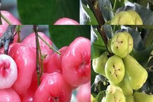 English Term for Jamrul : শুগার থেকে হাইপ্রেশারের মহৌষধ! অতি পরিচিত জামরুলকে ইংরেজিতে কী বলা হয় জানেন? English Term for Jamrul : শুগার থেকে হাইপ্রেশারের মহৌষধ! অতি পরিচিত জামরুলকে ইংরেজিতে কী বলা হয় জানেন?