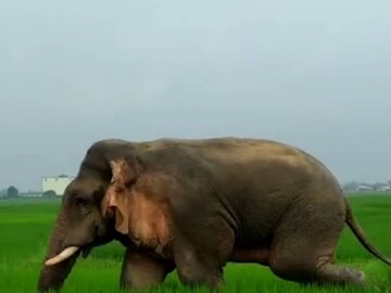হাতির