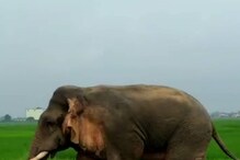 ঝাড়গ্রামে সাইকেল-সহ আরোহীকে পিষে দিল দু’টি হাতি, অল্পের জন্য রক্ষা স্ত্রীর ঝাড়গ্রামে সাইকেল-সহ আরোহীকে পিষে দিল দু’টি হাতি, অল্পের জন্য রক্ষা স্ত্রীর
