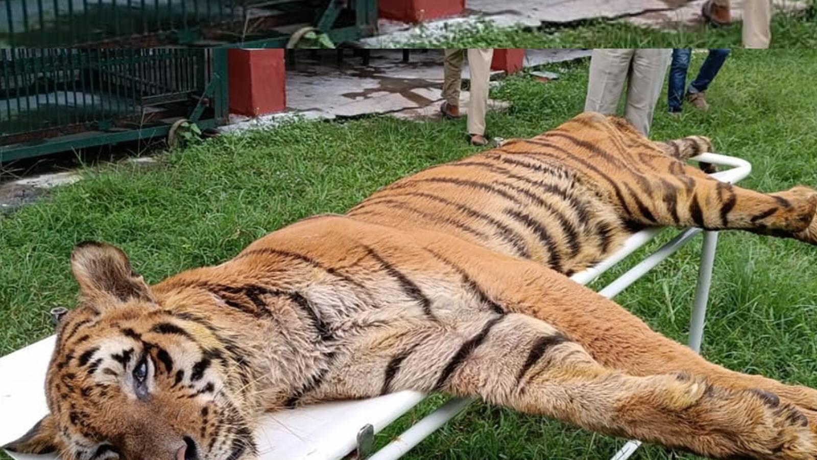 Last Rites of Royal Bengal Tiger Raja : শেষ হয়েছে রাজার রাজত্ব, পূর্ণ ...