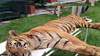 চিরঘুমের দেশে চলে গেল বিশ্বের প্রবীণতম রয়্যাল বেঙ্গল টাইগার