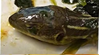 একটি খাবারের থালায় সব্জি ও আলুর মধ্যে পড়ে আছে সাপের মাথা