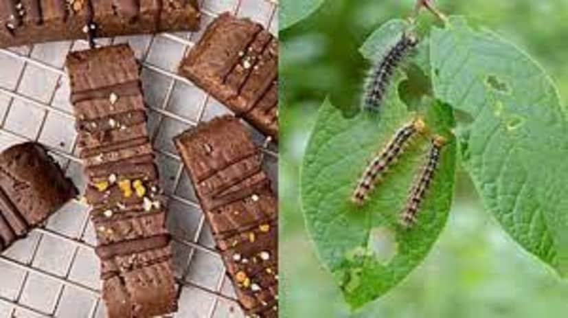 বিষয়টা অবাক লাগলেও এমনটা বাস্তবেই ঘটেছে। এক ক্যামিক্যাল ইঞ্জিনিয়ারের এই নতুন চকোলেট আবিষ্কারে শোরগোল পড়ে গিয়েছে। অনেকেই ইতিমধ্যে খেয়েছেন এই চকোলেট! কোথায় পাওয়া যাচ্ছে? photo source collected 