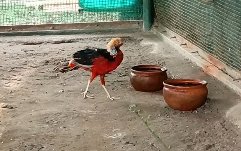 এখানে শুধুমাত্র স্থানীয় পর্যটকেরাই নয়, বাইরে থেকেও প্রচুর পর্যটকেরা বেড়াতে আসেন। বাইকে কিংবা গাড়িতে উভয় মাধ্যমেই এখানে আসা সম্ভব।  রসিকবিল   রসিকবিল মিনি জু-এর ঠিকানা: Rasikbil Mini Zoo, Chengtimari, Tufanganj, Cooch Behar, West Bengal, 736159  রসিকবিল মিনি জু-এর ফোন নম্বর: 03582-227 728 ( লেখা ও ছবি: সার্থক পন্ডিত )