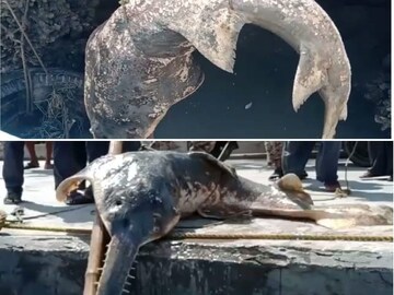 South 24 Pargans News: Shark like creatures body recovered at Fraserganj 